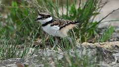 1: killdeer 0C3_0271