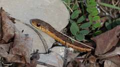 7: snake 0C3_0820