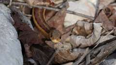 8: snake 0C3_0826