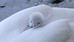11: swan 0C3_0256