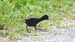 7: Virginia Rail baby 0C3_0663