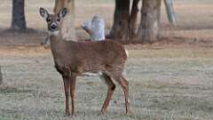 7: deer 0C3_0322