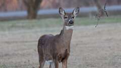 9: deer 0C3_1590
