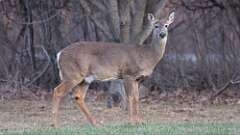 10: deer 0C3_1635