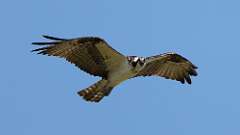 13: Osprey 0C3_2445