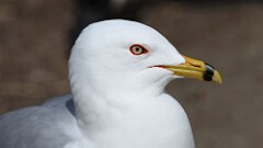 41: 2025-03-27-Ring-billed Gull 0C3_0279