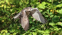 289: 2025-09-21-Red-tailed Hawk 5M2_1175