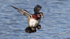 4: wood duck 5M2_0282