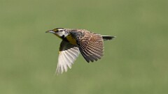 7: Eastern meadowlark 5M2_1518
