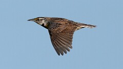 10: Eastern meadowlark 5M2_2266