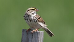 11: Savannah Sparrow 5M2_0018