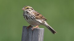 12: Savannah Sparrow 5M2_0024