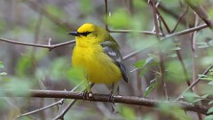 8: Blue-winged Warbler 5M2_0157