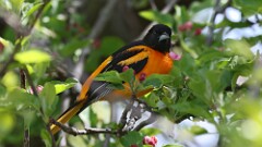 2: Baltimore Oriole 5M2_0071