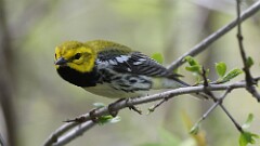 8: Black-throated Green Warbler 5M2_0395